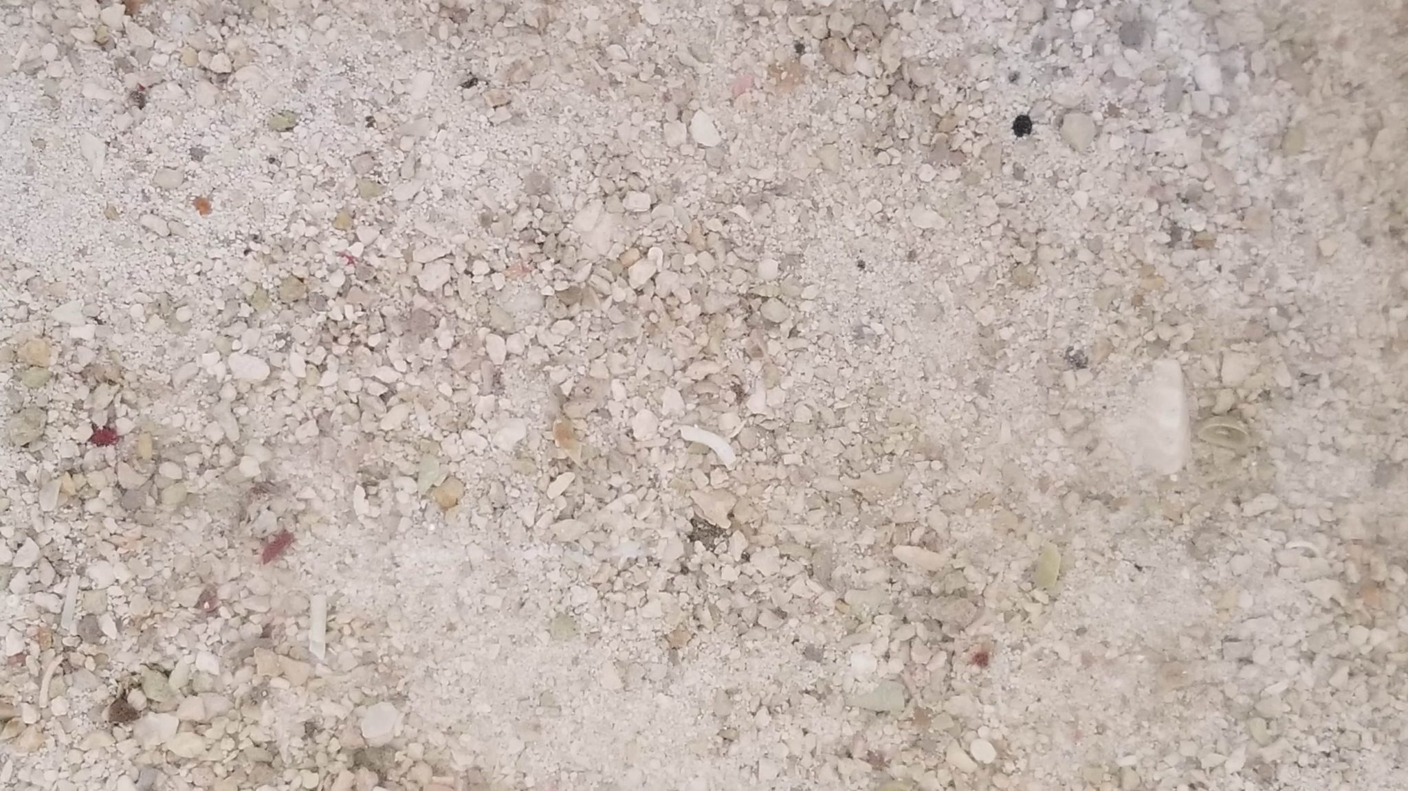 14 Ways to Keep Your Reef Aquarium Sand Bed Clean and ReefSumper’s